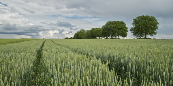FEGA publica el segundo pago de 5,1 millones de euros de la ayuda para compensar la subida del precio de los fertilizantes
