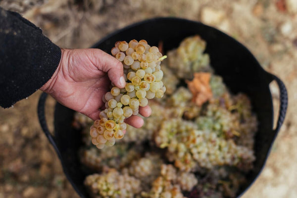 La D.O.Ca. Rioja aprueba las normas de campaña para la próxima vendimia