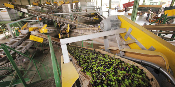 Autorizadas ayudas para las agroindustrias andaluzas de aceite de oliva y aceituna de mesa
