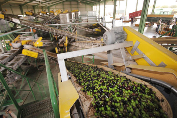 Autorizadas ayudas para las agroindustrias andaluzas de aceite de oliva y aceituna de mesa