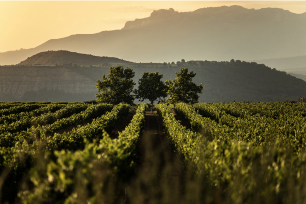 Rioja suma 15 nuevos «Viñedos Singulares»