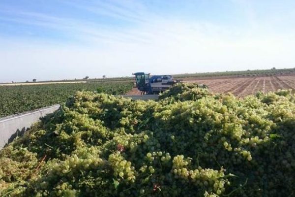 APAG Extremadura ASAJA y la CYGAL estiman una merma de casi el 25% en la producción de la campaña de uva