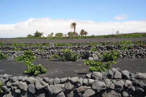 Un total de 3,4 millones de euros para respaldar la producción de vinos con DOP en Canarias