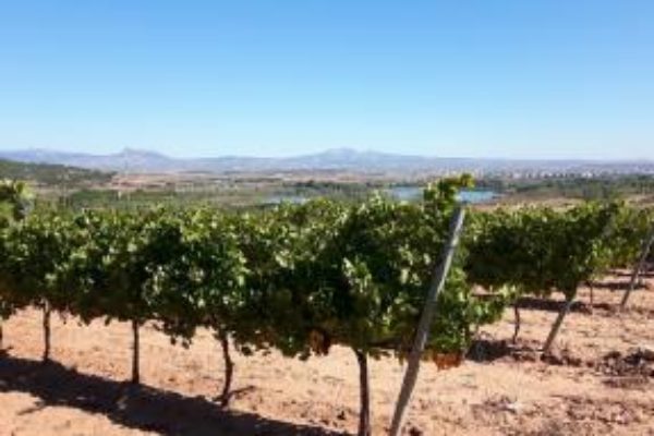 Nace la Red VITIS CLIMADAPT