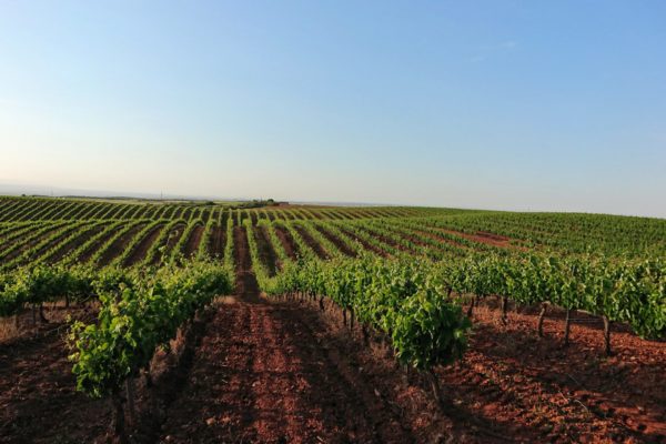 El MAPA distribuye autorizaciones para plantar 1.407 nuevas hectáreas de viñedo en 2023