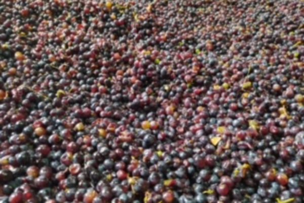 Fecha histórica de inicio de vendimia de la garnacha tinta en la D.O.P. Cebreros