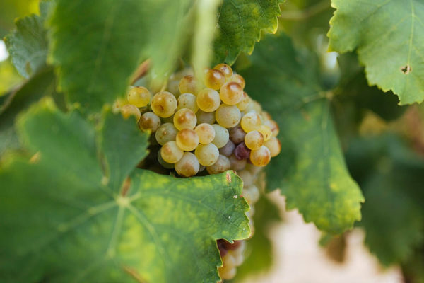 Acelerada evolución de la maduración alcohólica en la D.O.Ca.Rioja