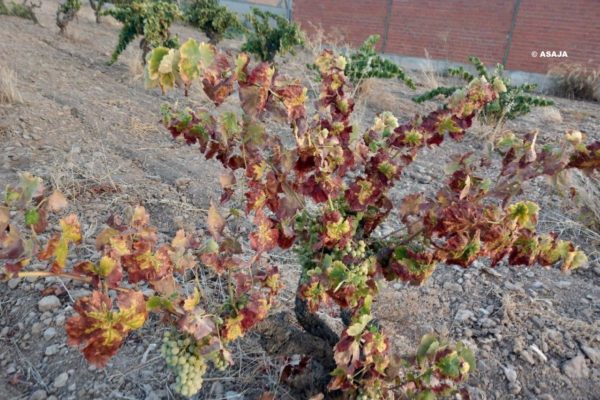 La Rioja autoriza el gasto de 400.000 euros en ayudas para bonificar los intereses de los créditos contraídos por el sector agrario para paliar la sequía