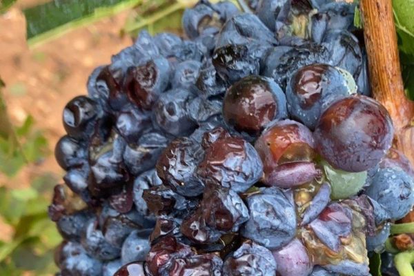 AVA-ASAJA constata los principales daños en Fuenterrobles, Villargordo y Utiel sobre todo viñas