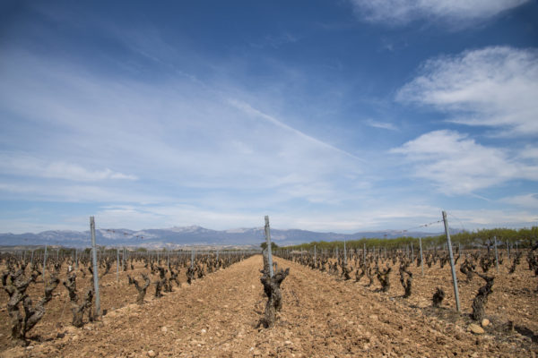 El Congreso Internacional de Protección Integrada en Viticultura reunirá a más de 120 científicos e investigadores en Logroño