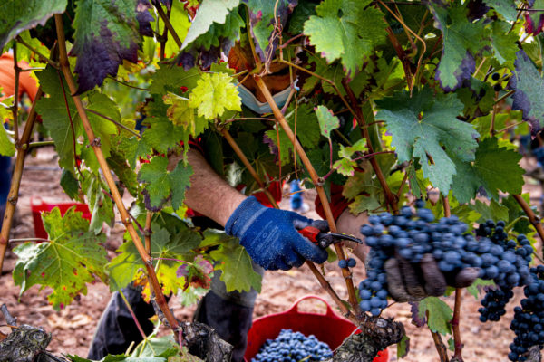 La Rioja va a aumentar las medidas de control para hacer cumplir la Ley de Cadena Alimentaria