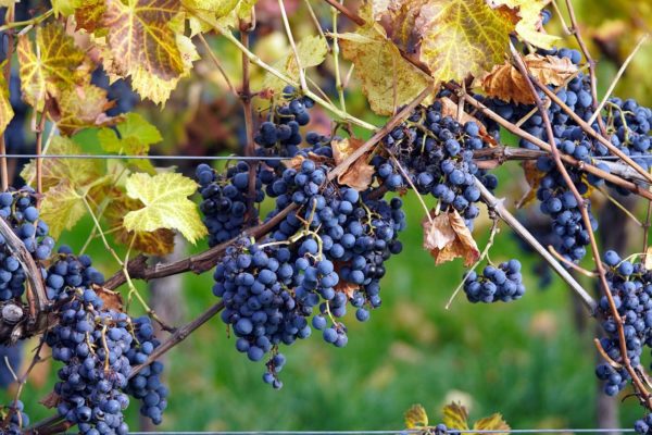 Unión de Uniones denuncia que se está vendiendo la uva con precios por debajo de costes por la presión de las bodegas