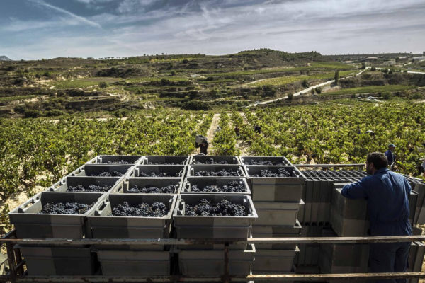 Vendimia generalizada en Rioja