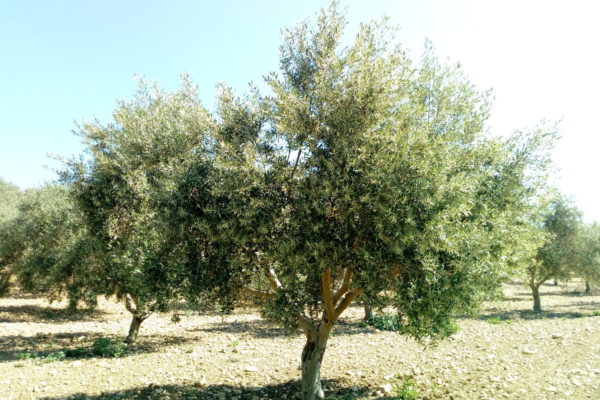 ASAJA-Andalucía denuncia que se confirma el recorte de 500 millones de euros en las ayudas de la nueva PAC para los agricultores