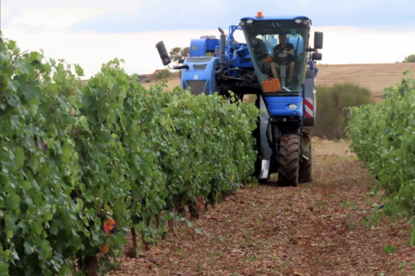 La D.O. León concluye la vendimia con la recogida de más de tres millones de kilos de uva