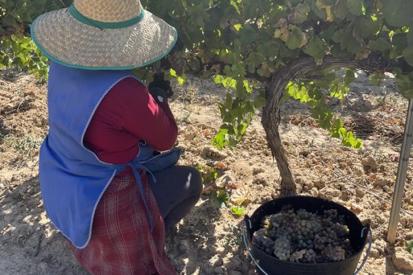 La vendimia en la D.O. Somontano suma más de 19 millones de kilos