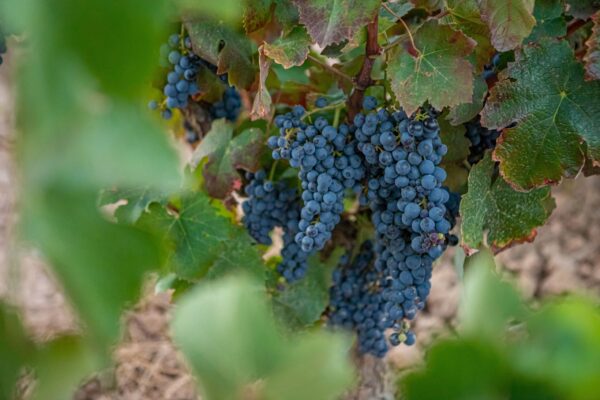 Familia Torres presenta Gonfaus 2021, el nuevo vino de variedades ancestrales recuperadas