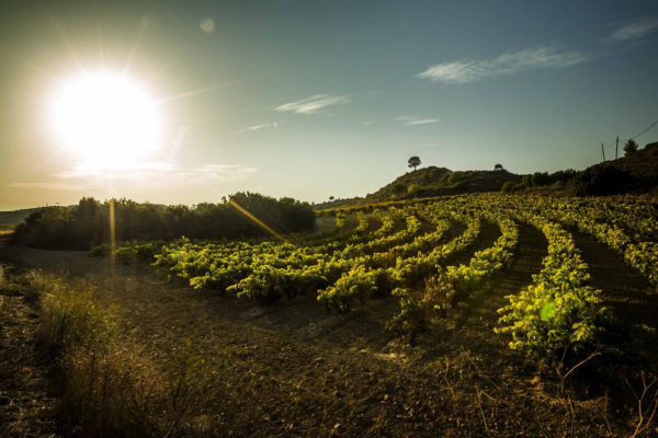 Rioja trasladará al Ministerio su recomendación de no autorizar nuevas plantaciones en los próximos tres años
