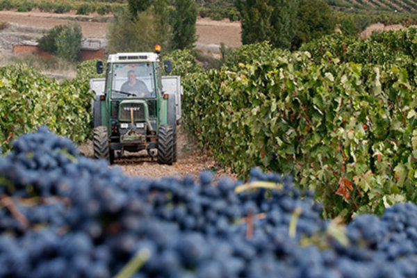 UPA denuncia que los altos costes y precios bajos hunden la economía de los viticultores españoles