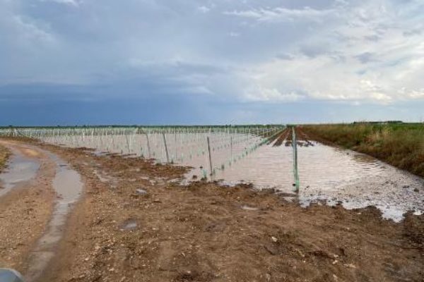 ASAJA CLM pide excepciones a la condicionalidad de la PAC