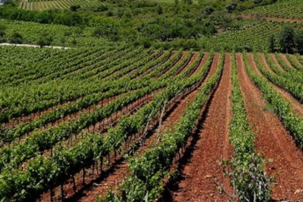 Movilizaciones de las organizaciones agrarias en la Rioja