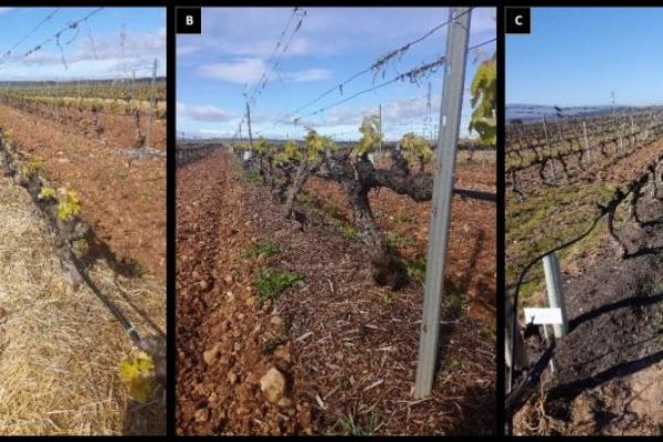 El uso de acolchados orgánicos como alternativa ecológica para controlar las malas hierbas en los viñedos