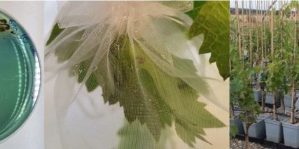 Proyecto SOIL-PRO-VINE, para una agricultura más sostenible en la producción de la uva