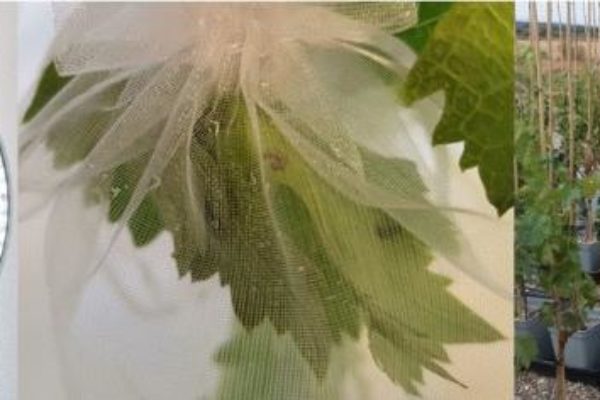 Proyecto SOIL-PRO-VINE, para una agricultura más sostenible en la producción de la uva
