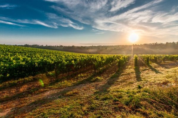 La Rioja aprueba el decreto de ampliación de medidas extraordinarias de flexibilización de las ayudas del FEADER