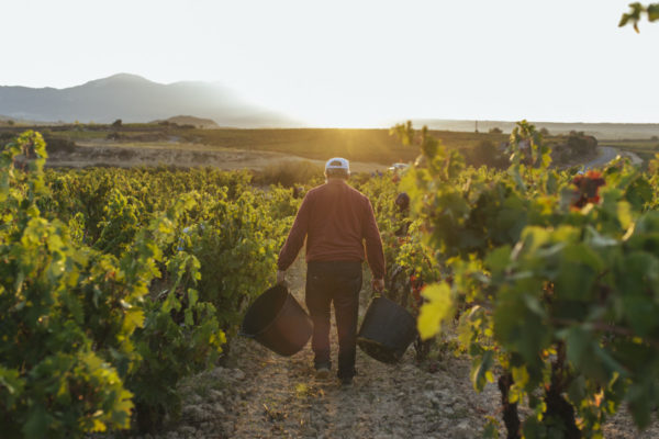 La D.O.Ca. Rioja abre la convocatoria al Premio de TFG Enología 2023