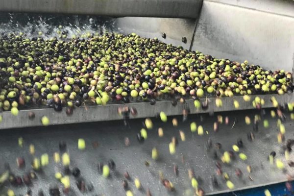 Comienza la campaña de aceite de oliva con una cosecha previsiblemente igual de escasa que el año pasado