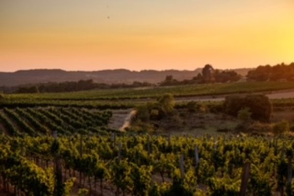 Cérvoles celebra 25 años centrados en revalorizar la viticultura de montaña