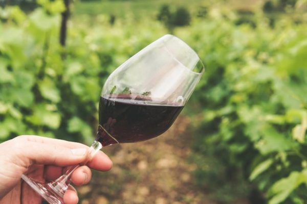 Asaja Rioja ARAG propone una compensación por merma de competitividad para los viticultores que se acojan a la cosecha en verde en 2024