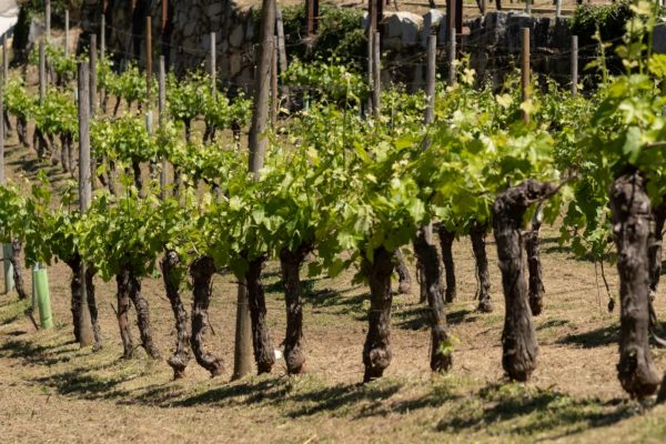La Xunta amplía las ayudas para la elaboración y comercialización de productos vitivinícolas en los años 2023 y 2024, hasta los 7,7 M€