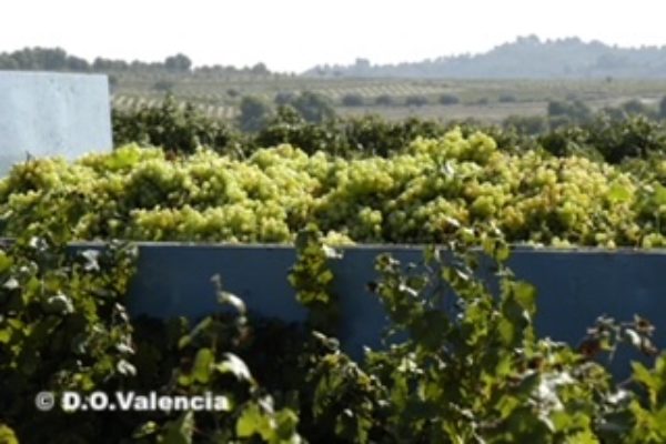 El valor bruto de la producción primaria de vino y mosto en 2022 fue de 1.337,4 millones de euros