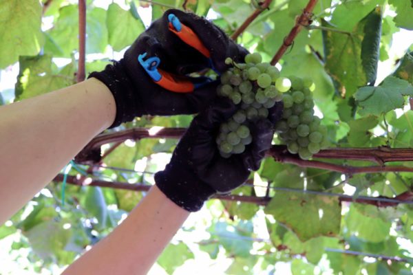 La vendimia 2023 en la D.O. Rias Baixas alcanzó los 44.358.546 kilos
