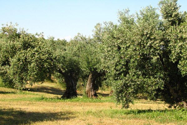La Junta destina 20 millones en ayudas para la mejora de la eficiencia de las agroindustrias olivareras
