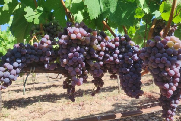 La producción de vinos de calidad diferenciada de las Islas Baleares alcanza su máximo histórico