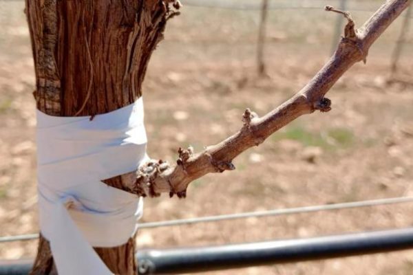 Castilla- La Mancha flexibiliza la normativa en torno a la reestructuración para ayudar a los viticultores a hacer frente a fenómenos como la sequía