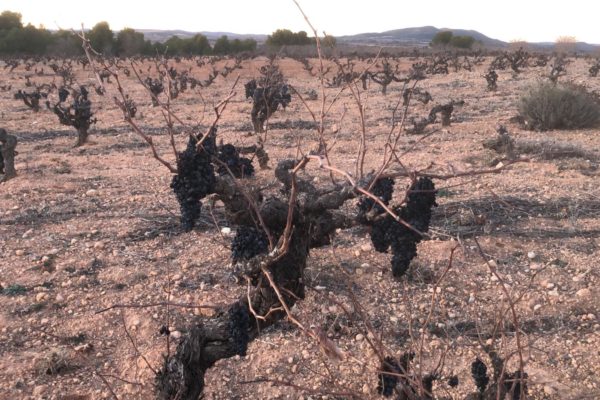 Asaja Valencia AVA critica que las ayudas por la sequía vuelven a dejar fuera a la uva y el olivar