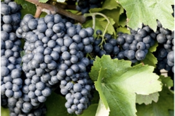 El Gobierno introduce mejoras en la normativa que regula las organizaciones de productores de frutas y hortalizas