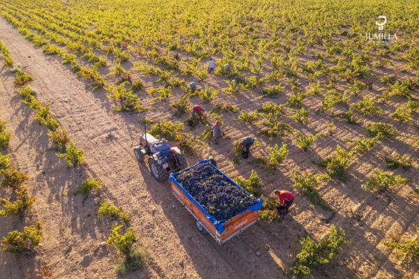 La D.O.P. Jumilla, alcanza los 53,6 millones de kilos de uva en la vendimia de 2023