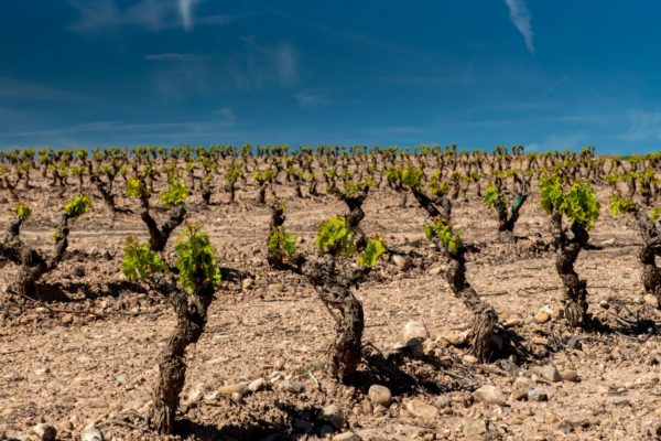 El Gobierno de La Rioja mejora el proceso de solicitud de ayudas a la reestructuración y reconversión de viñedos