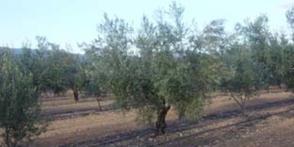 Asaja Córdoba se opone totalmente a que el olivar de la provincia se incluya como Patrimonio Mundial