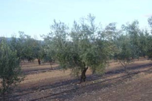 Asaja Córdoba se opone totalmente a que el olivar de la provincia se incluya como Patrimonio Mundial