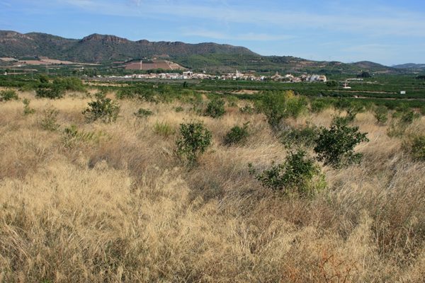 AVA-ASAJA urge medidas ante el descenso de 1.952 hectáreas de cultivo de la Comunitat Valenciana en 2023