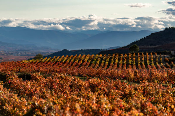 La D.O.Ca. Rioja cuenta con un presupuesto para 2024 de 15 millones y medio de euros