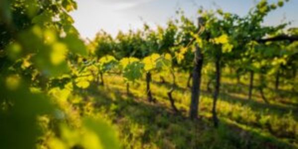 La superficie de viñedo ecológico crece un 33% en España en cuatro años