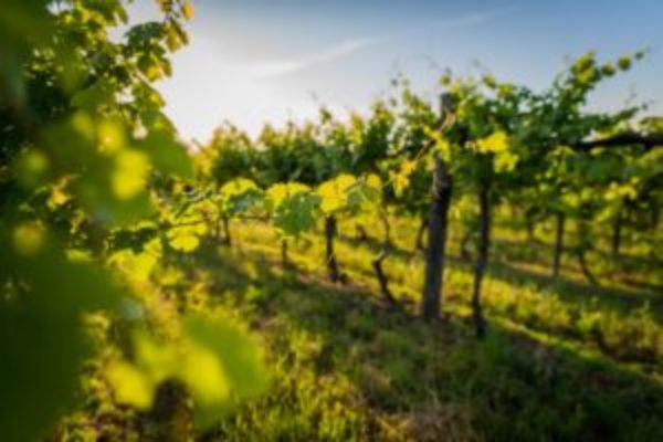 La superficie de viñedo ecológico crece un 33% en España en cuatro años