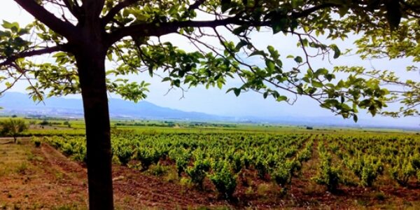El MAPA amplía en un mes el plazo para la justificación y solicitud de pago de las ayudas en inversiones vitivinícolas